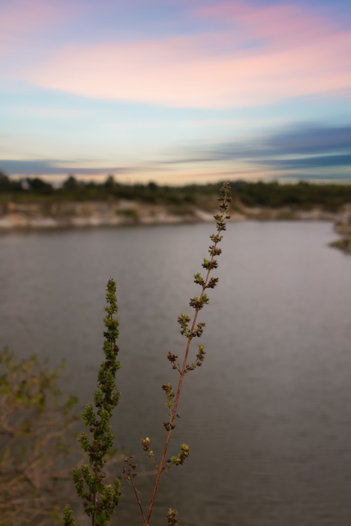 Calm water and nature at Orchid Tree at dusk