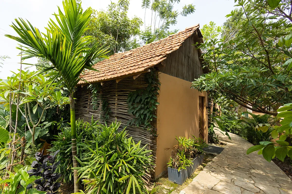 A cottage raised around living tree trunks in the standing forest