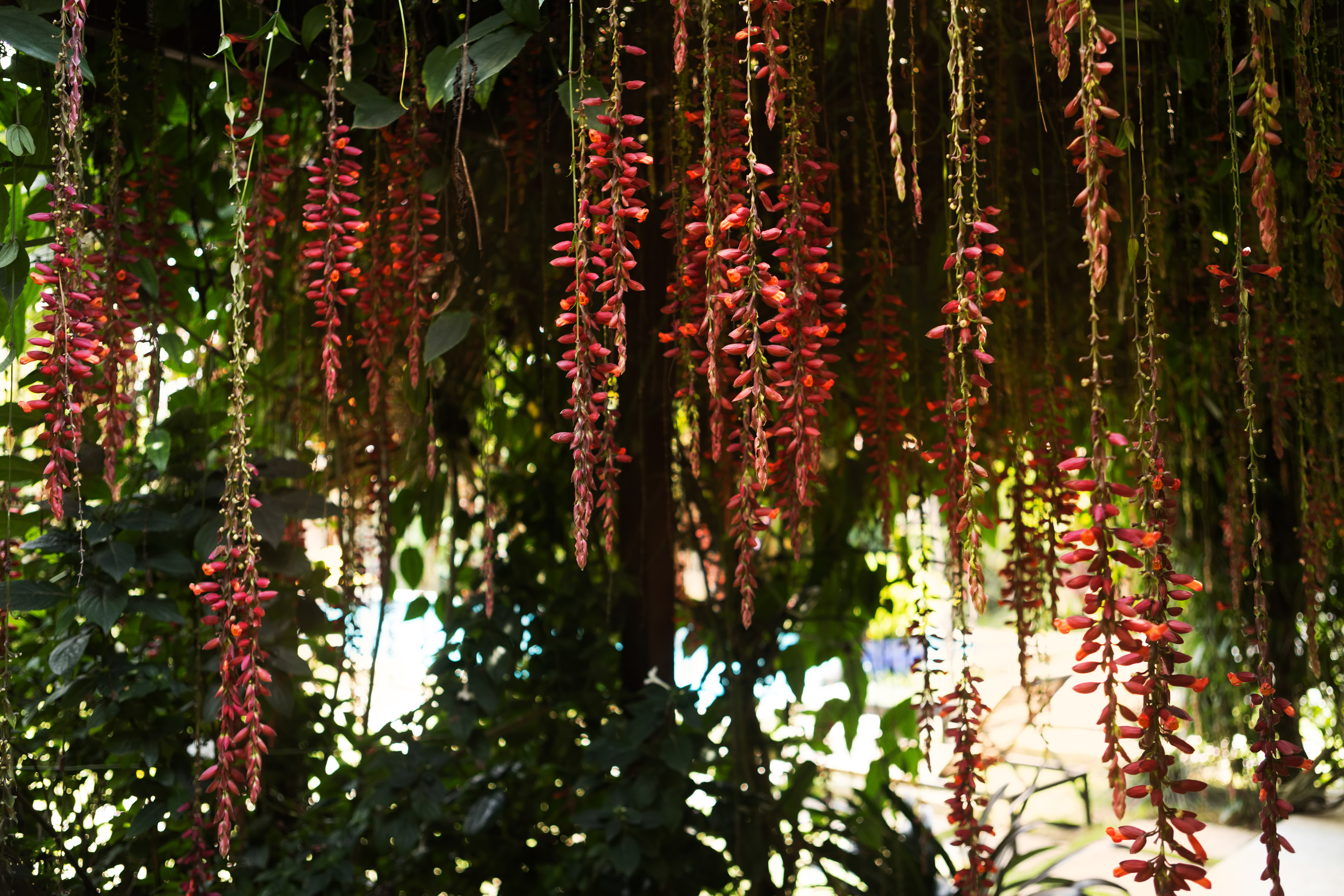 Spatika room at Orchid Tree